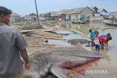 Nelayan Muaragembong Temukan Hiu Tutul Mati di Perairan Pantai Utara Jawa