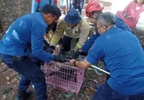 Lutung Jawa Kesetrum Tegangan Tinggi di Semarang, Tangannya Nyaris Putus