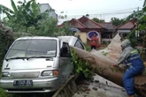Senin Sore, Angin Kencang Terjang Purbalingga, Pohon Tumbang Timpa Mobil & Rumah