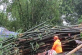 2 Warga Jember Tewas Tertimpa Pohon Bambu Saat Angin Kencang