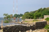 DLH Situbondo Temukan Mangrove Mati di Area Investasi Hotel, Pengusaha Kena Sanksi