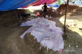 Fosil Gajah Purba Hampir Utuh Ditemukan di Kudus, Disiapkan Jadi Wisata Edukasi