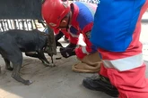 Detik-Detik Anjing Kintamani Terjepit Pagar, Damkar Surabaya Evakuasi dengan Dramatis