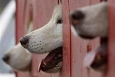 Mengenal Gerakan Partai Anjing yang Deklarasi di Semarang