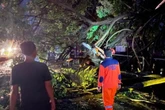 5 Kecamatan di Lamongan Diterjang Angin Kencang, 53 Pohon Tumbang & Rumah Rusak