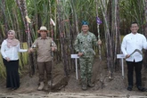 Panen Tebu di PG Semboro, SGN Gandeng Petani dan TNI Perkuat Industri Gula Nasional