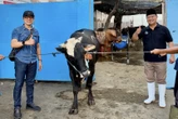 Iduladha 1447 H, PAM Surya Sembada Bagikan 13 Ekor Sapi Kurban