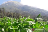 Petani Tembakau di Temanggung Tak Lagi Cemas, PT Djarum Bakal Membeli 6.000 Ton