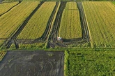 Pemerintah Percepat Cetak 2 Ribu Hektare Sawah di Papua Pegunungan demi Swasembada Pangan
