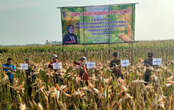 Panen Raya Jagung di Demak, Bupati: 50% Produksi untuk Pakan Ternak