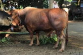 Warga Bogor Dapat Bantuan Sapi Kurban Seberat 1,2 Ton dari Presiden Prabowo