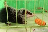 Epidemiolog UGM Soroti Lonjakan Kasus Leptospirosis di Jogja