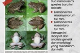 BRIN Temukan 2 Spesies Katak Bertaring di Pegunungan Meratus