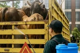 Balai Karantina Kalsel Pastikan 158 Sapi Asal Sulsel Sehat Untuk Iduladha