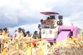 Polda Kalsel Panen Raya 162 Ton Jagung Untuk Dukung Ketahanan Pangan