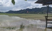 50 Hektare Tanaman Padi di Lempake Samarinda Terancam Gagal Panen, Ini Biang Keroknya