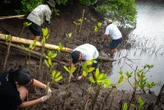 FINNS Bali & BYPW Tanam Mangrove di Jimbaran, Benteng Pertahanan Alam Bali