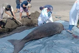 Mamalia Dugong Mati Terdampar di Pantai Perancak Jembrana, Ini Temuan BKSDA Bali