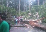 2 Turis Asing Tewas Tertimpa Pohon Tumbang di Monkey Forest Ubud Bali, OMG!