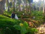 Viral Pembabatan Hutan Desa di Ambengan Buleleng, KPH Bali Utara Angkat Bicara
