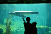 Intip Keseruan Wahana Baru & Edukasi Satwa di Marine Safari Bali, Dijamin Puas