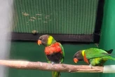 BKSDA Bali Repatriasi 40 Ekor Burung Perkici Dada Merah dari Inggris