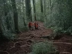 4 Pendaki Denpasar Tersesat di Gunung Batukaru Tabanan, Tim SAR Bergerak