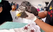 BKSD Bali Melepasliarkan Elang Ular Bido & Burung Berkicau, Ada Fakta