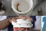 Ahli Parasitologi Unud Sebut Teknologi Wolbachia untuk Menekan DBD Aman, Ternyata