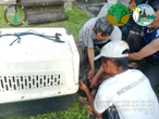 Tersesat di Rumah Warga dan Terluka, Seekor Kijang di Karangasem Dievakuasi