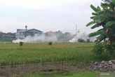 Dinas LH Gianyar Larang Petani Bakar Jerami, Ada Sanksi Adat hingga Administrasi