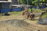Makepung Kapolda Cup 2025: 250 Pasang Kerbau Adu Cepat, Peserta Meningkat