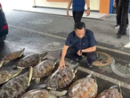 Penyelundupan 21 Penyu Hijau di Buleleng Digagalkan, Lansia 67 Tahun Tertangkap
