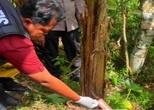 Warga Kintamani Tewas Diseruduk Sapi Jantan, Begini Kejadiannya, Ngeri