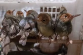 331 Burung Kicau Ilegal dari Bali Gagal Masuk Jawa, Modus Pelaku Terungkap, Duh