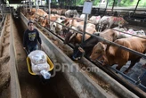 Pertamina Patra Niaga Salurkan 2.031 Hewan Kurban
