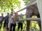 Hadiah untuk TNTN: Kelahiran Nona Seroja hingga Pemburu Gajah yang Dimiskinkan