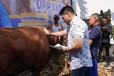 Iduladha, DPP KNPI Salurkan Hewan Kurban ke Masyarakat