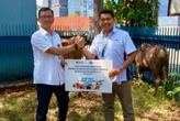JICT Salurkan 44 Sapi Kurban di Kawasan Tanjung Priok