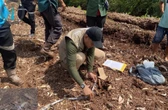 Bocah 12 Tahun Tewas Diterkam Harimau Sumatera di Pelalawan