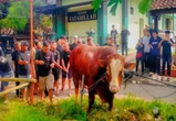 Sapi 1,1 Ton Bertuliskan Nama TIW Dikirim ke Masjid di Kompleks Rumah Amien Rais