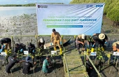 Lestarikan Lingkungan Berkelanjutan, BRINS & PNM Tanam 7 Ribu Mangrove di Makassar