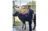 Relawan Prabowo-Gibran Logis 08 Berkurban Satu Ekor Sapi untuk Masyarakat