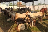 Diamanahi Puluhan Hewan Kurban, Masjid Al-Ikhlas PIK Mendata 2.000 Mustahik