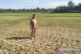 600 Hektare Sawah di Nagan Raya Kekeringan, Ini Penyebabnya