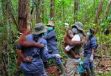 Kemenhut Siapkan Kawasan Preservasi Orang Utan, Luasnya 87 Ribu Hektare