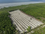 Garap Kawasan Mangrove Secara Ilegal, Seorang Pria di Rohil Ditangkap Polisi