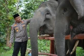 Dukung Inpres Prabowo, Polda Riau Berkomitmen Jadi Garda Terdepan Penyelamatan Gajah