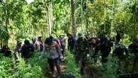 Bea Cukai dan Tim Gabungan Musnahkan Ladang Ganja Seluas 2 Hektare di Aceh Utara