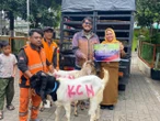 KCN Salurkan 33 Hewan Kurban untuk Masyarakat di Cilincing dan Marunda